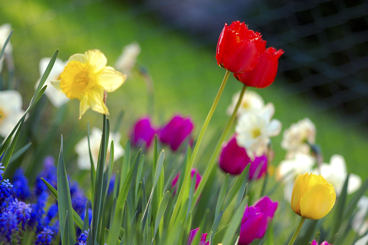 فصل الربيع Spring Season – Economic Stars
